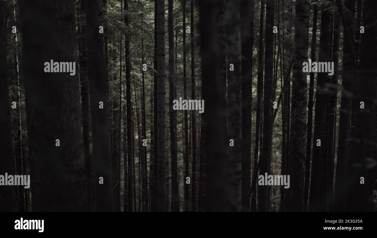 Dramatische schwarze Baumstämme im dunklen Pinienwald der Karpaten. Spaziergang durch den Pinienwald. Naturnationalpark oder Wald, geheimnisvoll und Stockfoto