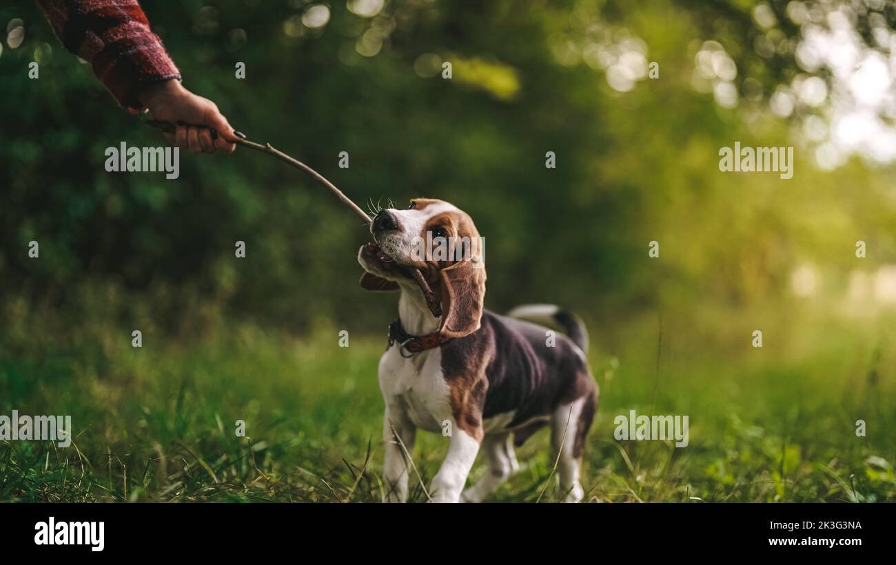 Frau spielt mit kleinen Welpen Beagle mit Stock auf grünem Rasen, Natur auf dem Land. Doggytraining. Glückliches schönes Haustier, neues Mitglied der Familie. Stockfoto