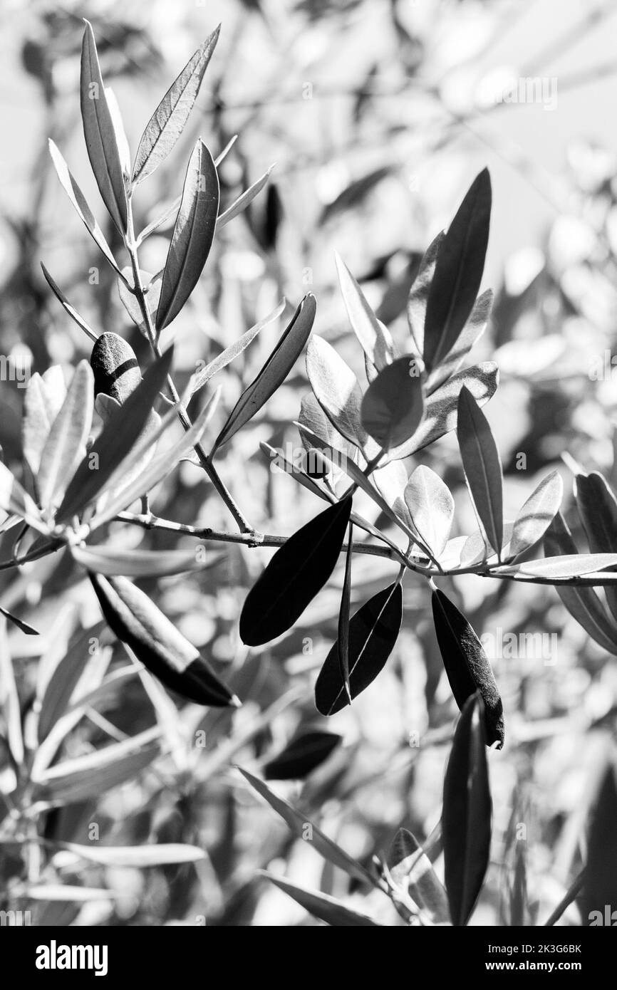 Eine Nahaufnahme einer einzelnen Olive, die auf den Zweigen eines britischen Olivenbaums wächst Stockfoto