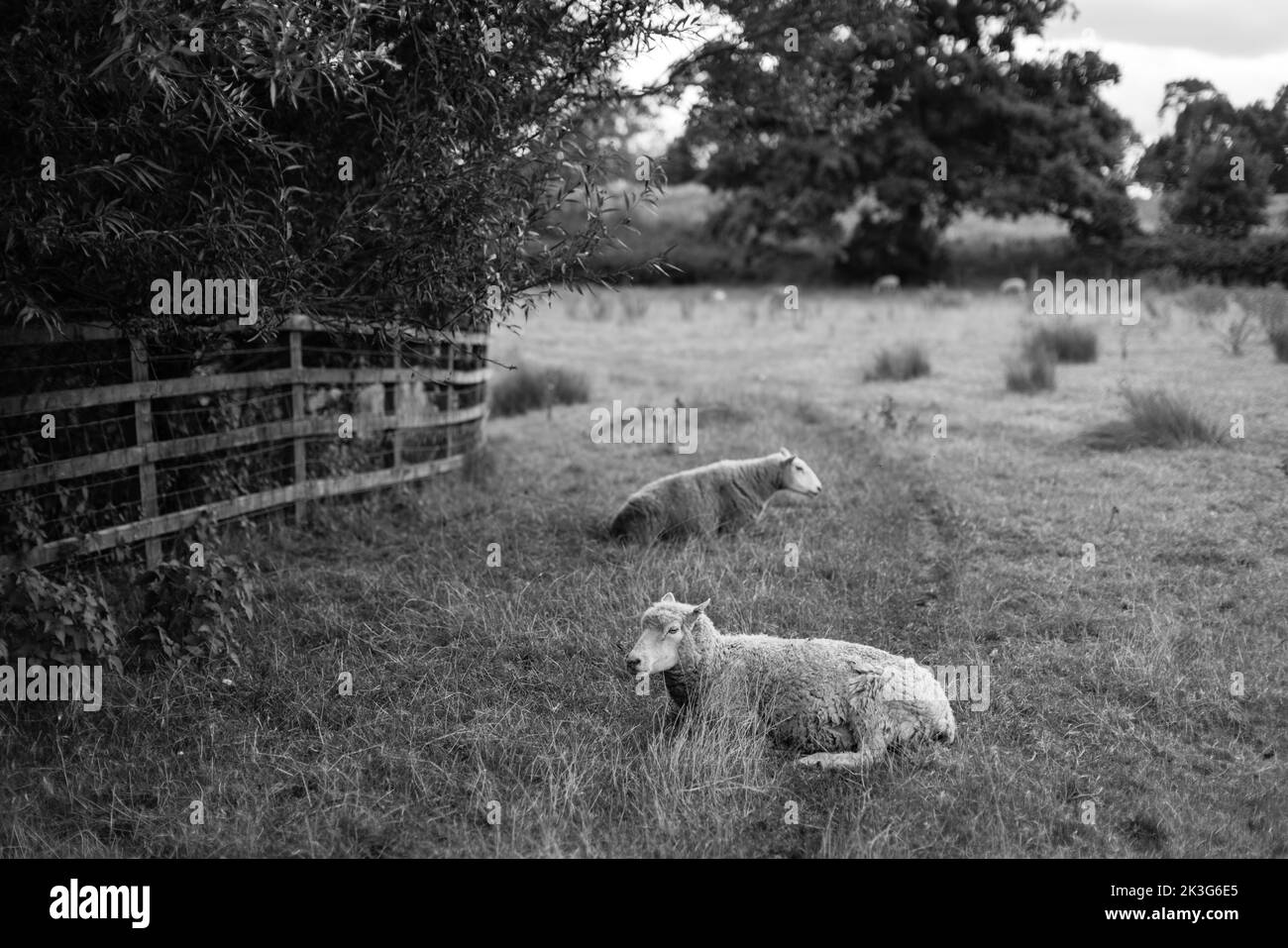 Zwei britische Schafe, die auf einem Wanderweg in einem Feld in Wiltshire zwischen Chippenham und Lacock ruhen Stockfoto