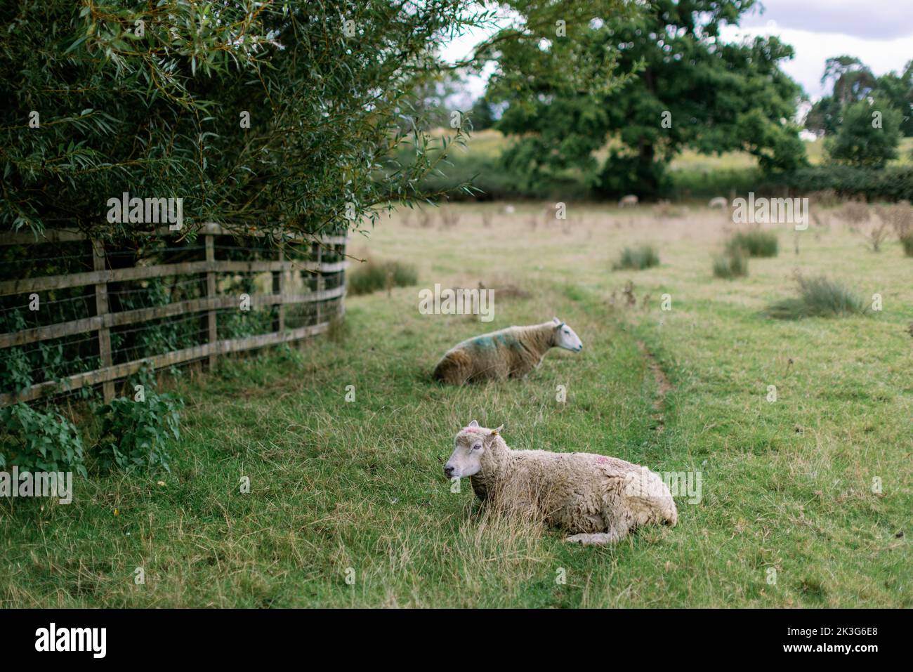 Zwei britische Schafe, die auf einem Wanderweg in einem Feld in Wiltshire zwischen Chippenham und Lacock ruhen Stockfoto