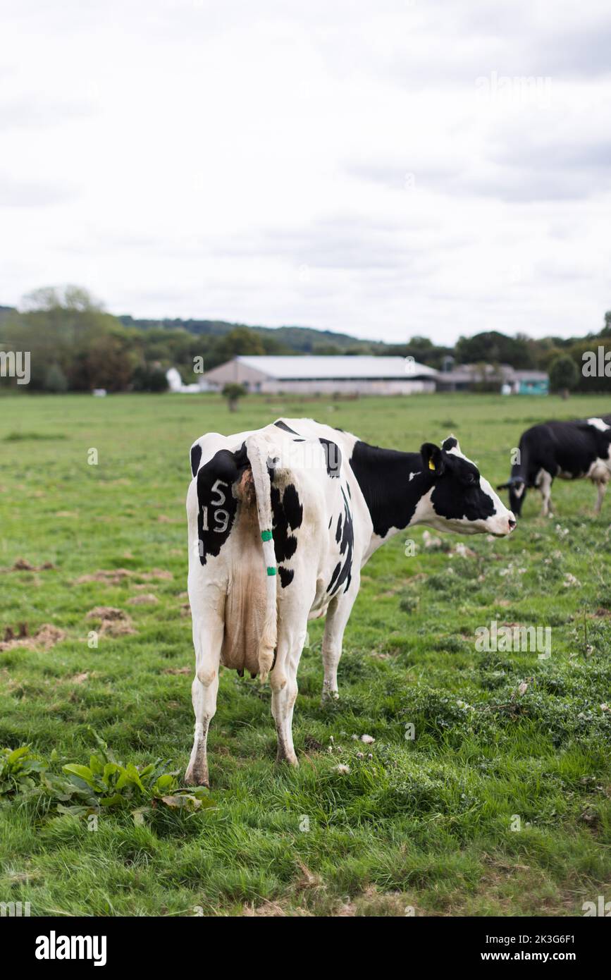 Eine schwarz-weiße Milchkuh auf einem Feld auf einem Bauernhof in Wiltshire England Stockfoto