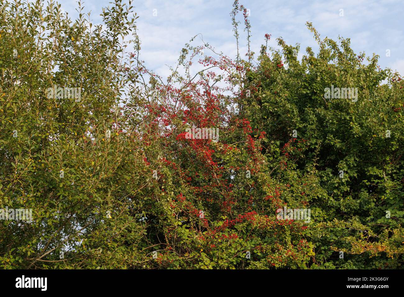 Rote Beeren auf einem Weißdornbusch in einer Hecke in der britischen Landschaft Stockfoto
