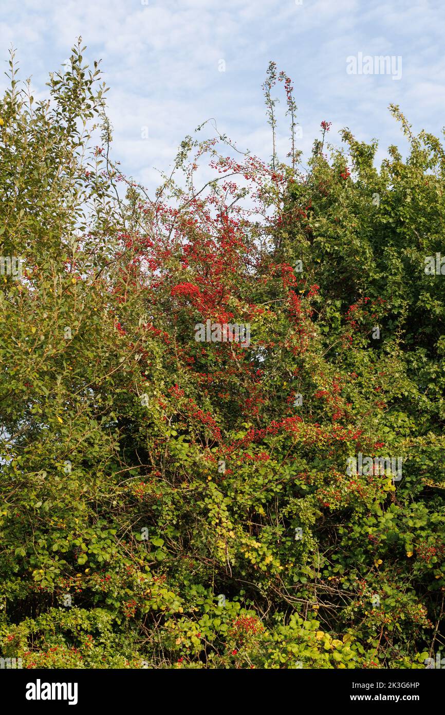 Rote Beeren auf einem Weißdornbusch in einer Hecke in der britischen Landschaft Stockfoto