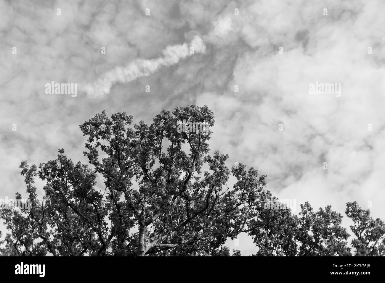 Ein blauer Herbst-/Sommerhimmel voller kleiner weißer, flauschiger Wolken mit den Gipfeln einheimischer Bäume (Eichen) Stockfoto