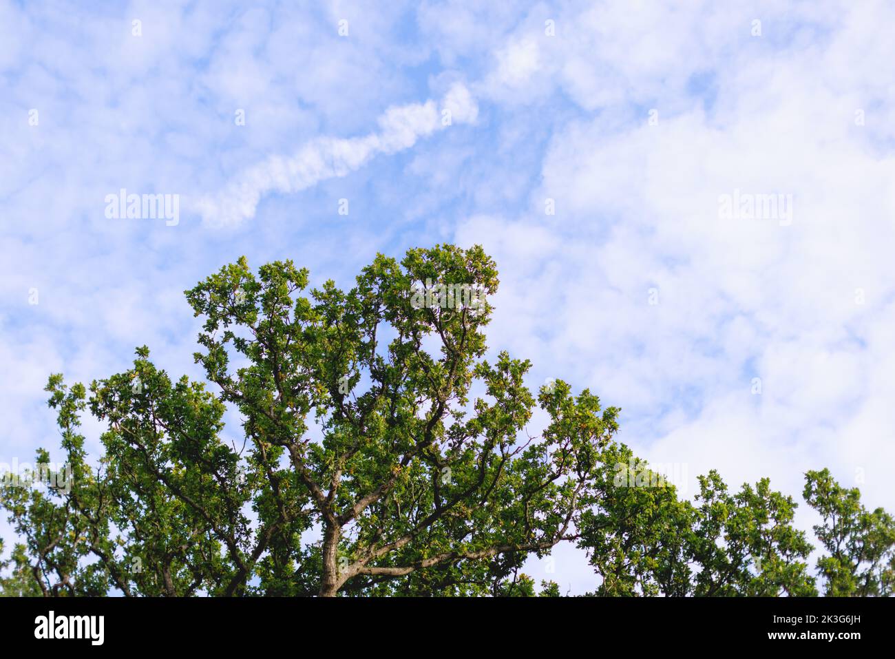 Ein blauer Herbst-/Sommerhimmel voller kleiner weißer, flauschiger Wolken mit den Gipfeln einheimischer Bäume (Eichen) Stockfoto