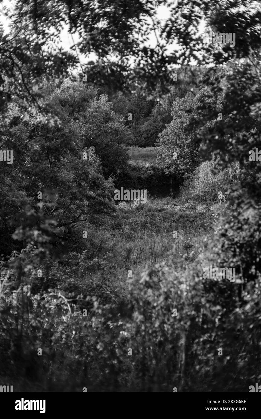 Der Fluss Avon ist nur durch die Bäume vom alten Kanalschleppweg aus sichtbar / Avon Valley Cycle Route / Wanderweg zwischen Pewsham & Lacock, Wiltshire Stockfoto