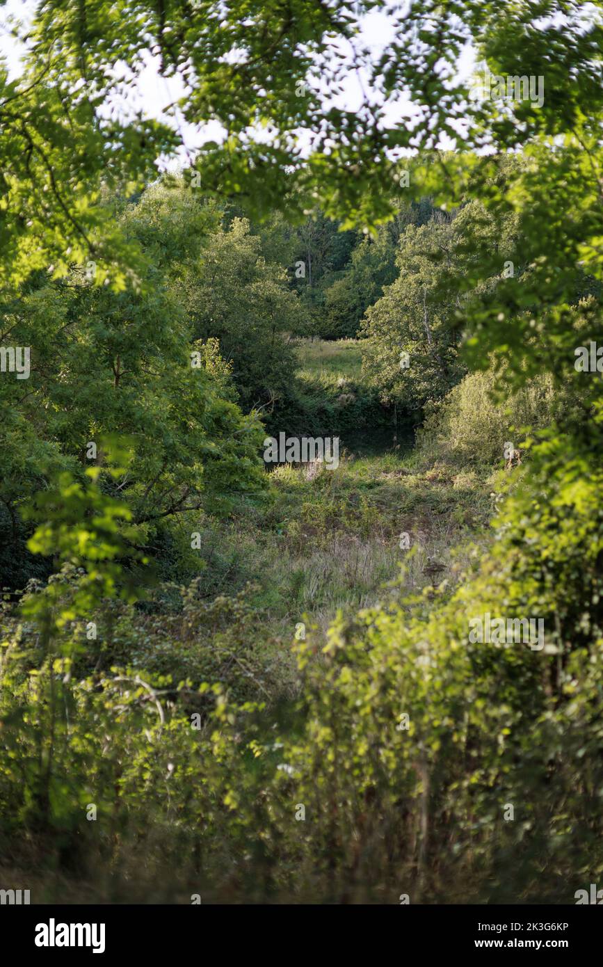 Der Fluss Avon ist nur durch die Bäume vom alten Kanalschleppweg aus sichtbar / Avon Valley Cycle Route / Wanderweg zwischen Pewsham & Lacock, Wiltshire Stockfoto