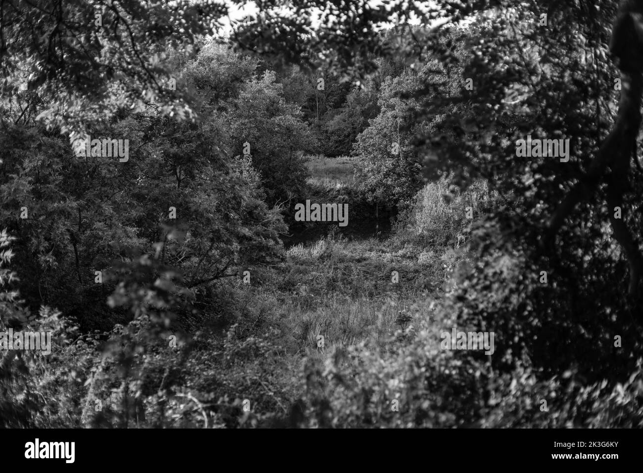 Der Fluss Avon ist nur durch die Bäume vom alten Kanalschleppweg aus sichtbar / Avon Valley Cycle Route / Wanderweg zwischen Pewsham & Lacock, Wiltshire Stockfoto
