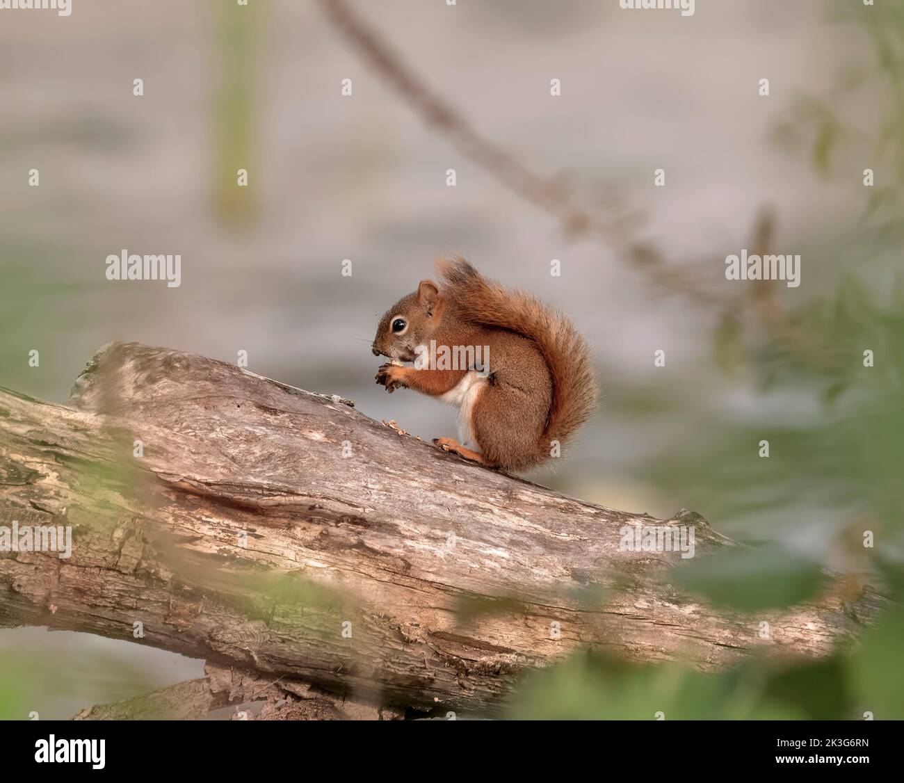 Rotes Eichhörnchen, das wilde Nuss auf einem toten Stamm in der Nähe eines Teiches frisst. Stockfoto