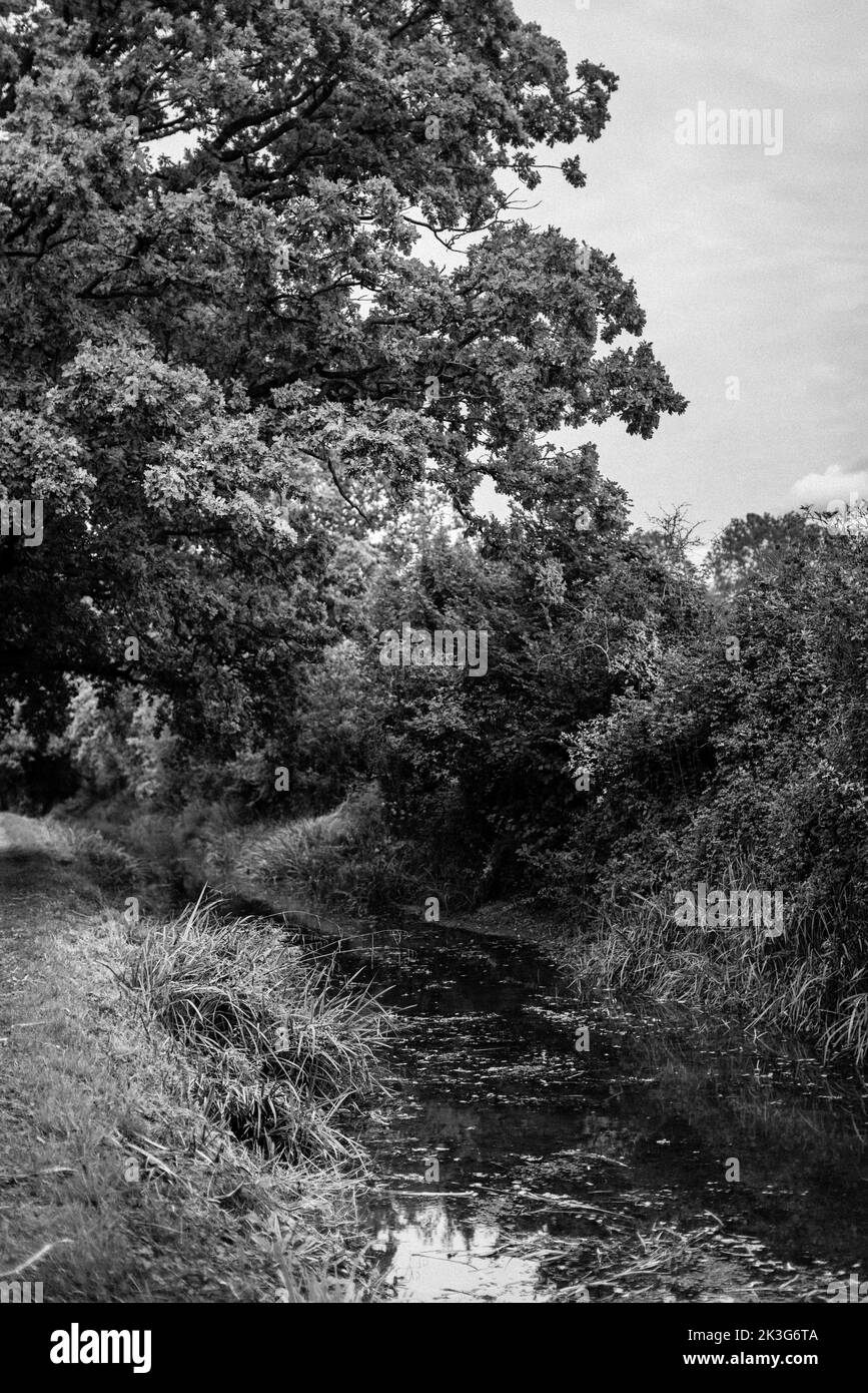 Ein reparierter, zurückgewonnener Abschnitt der Wilts. Und Berks. Kanal in der Nähe von Pewsham in Chippenham, Wiltshire. Repariert durch den Wilts and Berks Canal Trust. Stockfoto