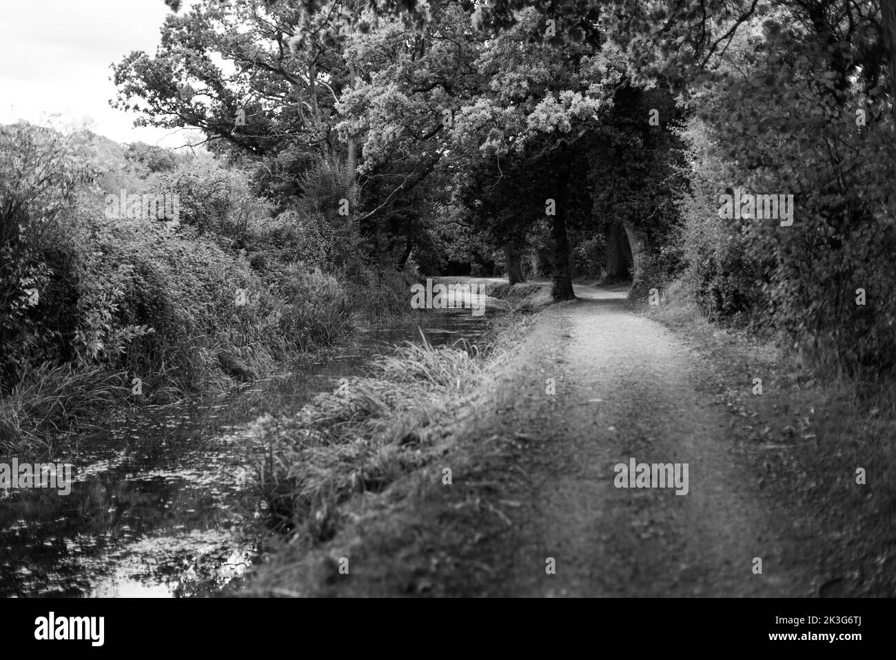 Ein reparierter, zurückgewonnener Abschnitt der Wilts. Und Berks. Kanal in der Nähe von Pewsham in Chippenham, Wiltshire. Repariert durch den Wilts and Berks Canal Trust. Stockfoto