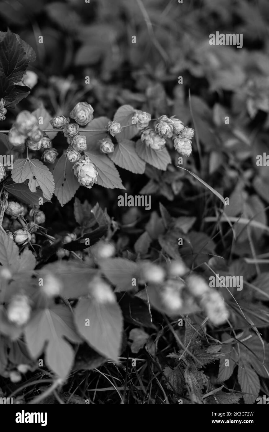 Hopfenrebe / Hopfenbeine / Hopfenblüten, die wild zwischen Heckenpflanzen und Sträuchern in einer Hecke in der britischen Landschaft wachsen Stockfoto