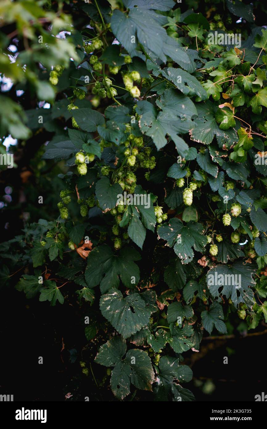 Hopfenrebe / Hopfenbeine / Hopfenblüten, die wild zwischen Heckenpflanzen und Sträuchern in einer Hecke in der britischen Landschaft wachsen Stockfoto