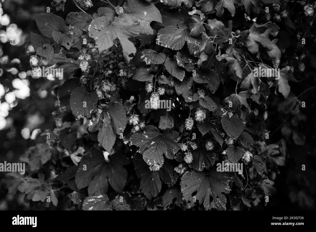 Hopfenrebe / Hopfenbeine / Hopfenblüten, die wild zwischen Heckenpflanzen und Sträuchern in einer Hecke in der britischen Landschaft wachsen Stockfoto