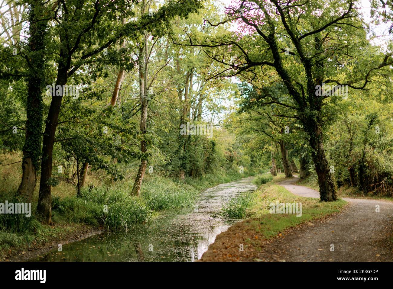 Abschnitt des wiedergewonnenen / reparierten alten Kanals zwischen Pewsham und Lacock, Wiltshire. Von Wilts aus dem nicht mehr verwendeten Zustand wiederhergestellt. Und Berks. Canal Trust Stockfoto