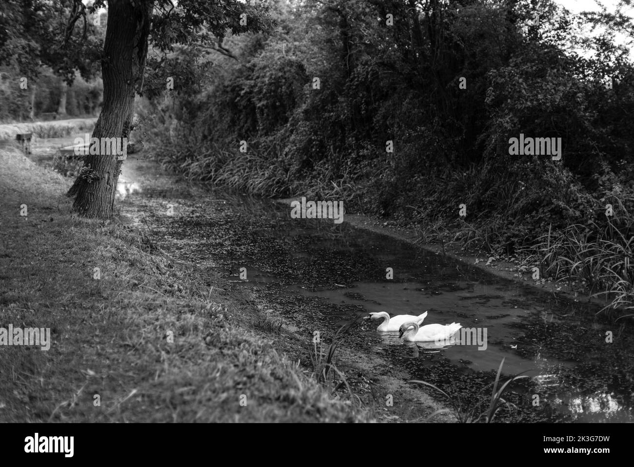 Abschnitt des wiedergewonnenen / reparierten alten Kanals zwischen Pewsham und Lacock, Wiltshire. Von Wilts aus dem nicht mehr verwendeten Zustand wiederhergestellt. Und Berks. Canal Trust Stockfoto