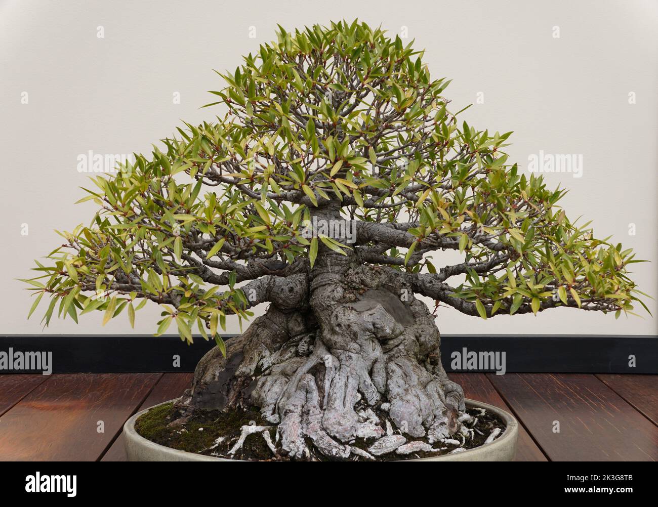 Ein schöner und trainierter Weidenblatt Ficus Bonsai Baum mit dicker Rinde und winzigen grünen Blättern in einem Keramiktopf Stockfoto