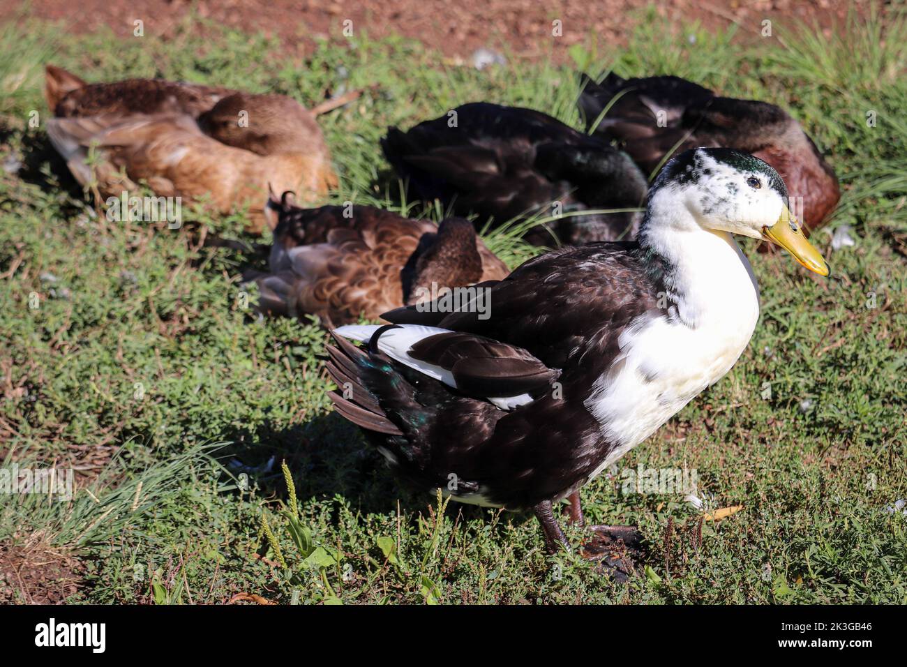 Eine Gruppe einheimischer Enten oder im Green Valley Park in Payson, Arizona. Stockfoto
