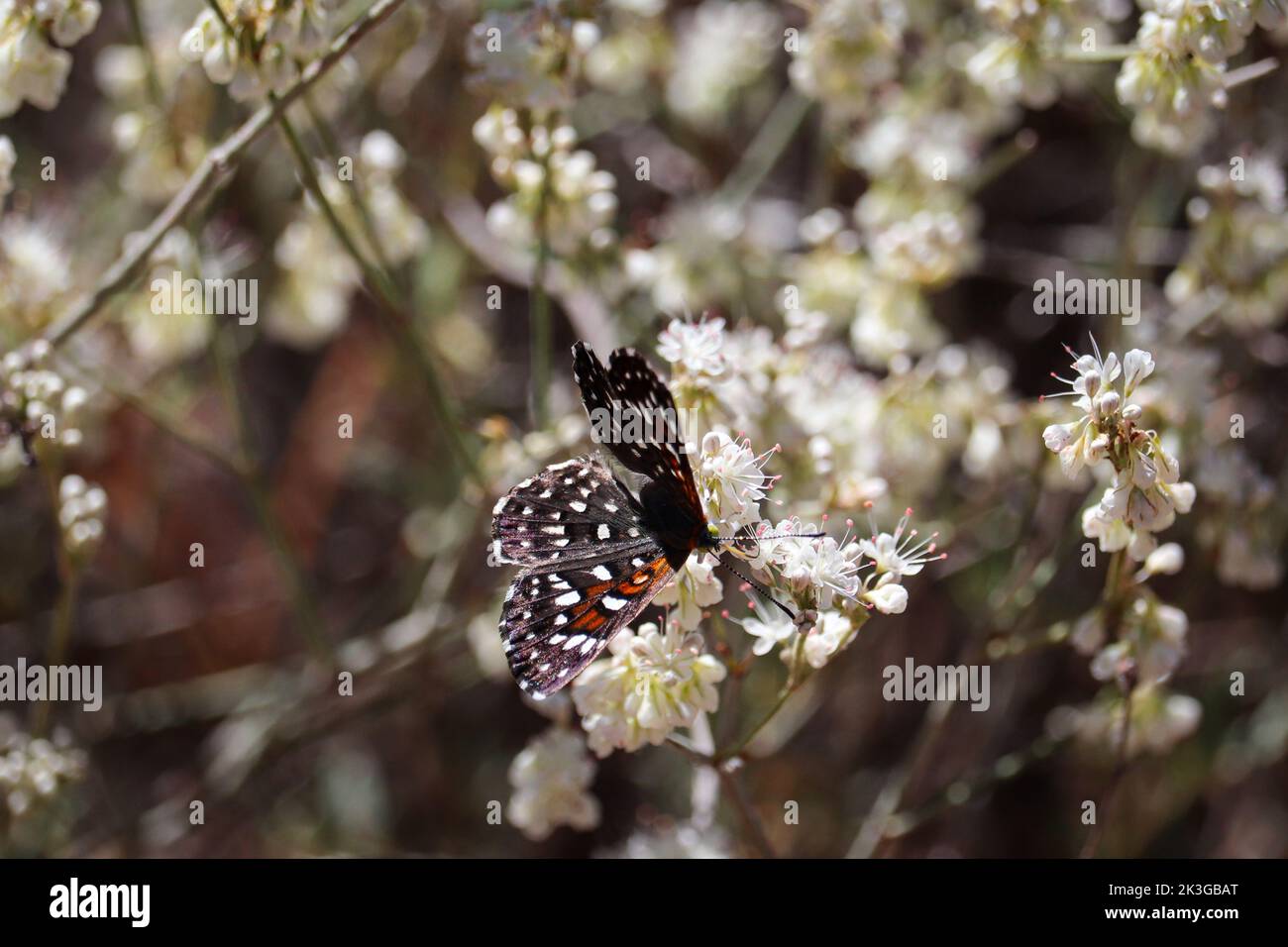 Mormon-Metalmark oder Apodemia-Mormo füttern Buchweizenblüten im Rumsey ...