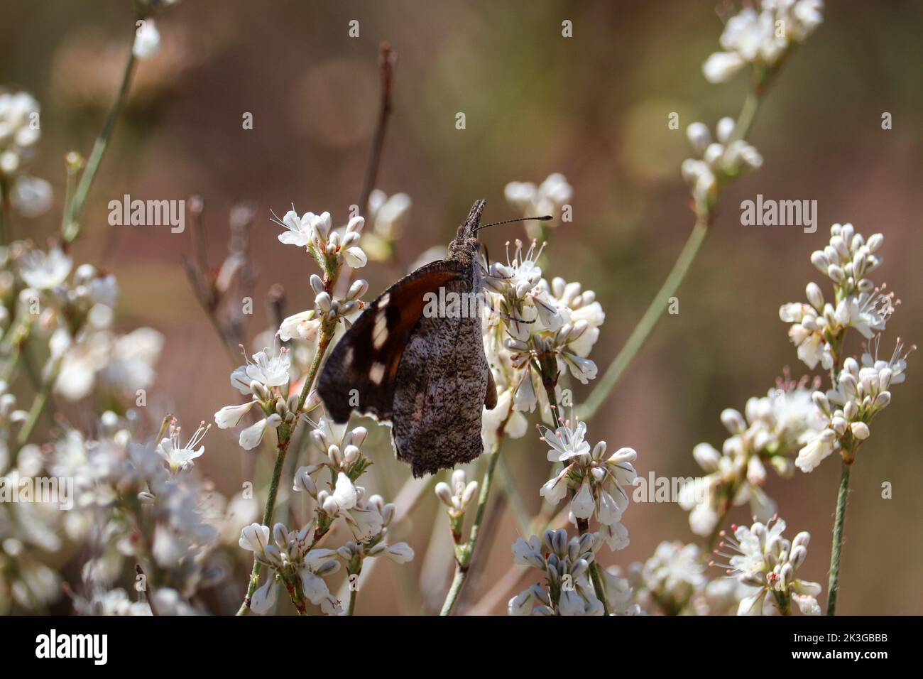 Schnauze oder Libytheana-Carinenta, die sich im Rumsey Park in Payson, Arizona, von Buchweizenblüten ernährt. Stockfoto