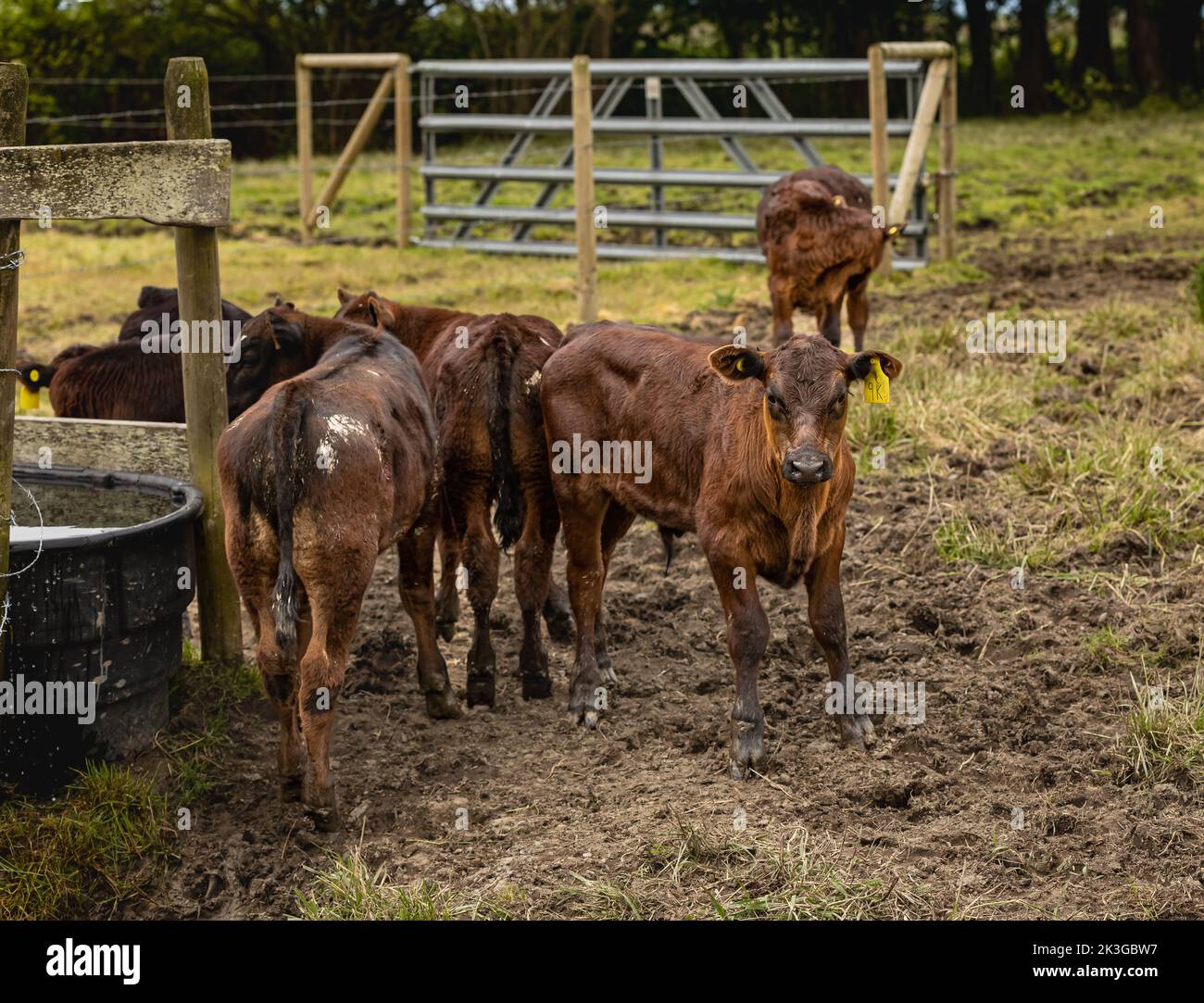 Kuhkalfen auf dem lokalen Bauernhof. Eine Gruppe von Kuhkalfen, die vor einer Scheune auf einem Bauernhof stehen. Niemand, selektiver Fokus, Straßenfoto Stockfoto