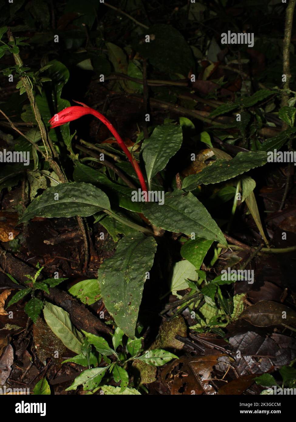Die terrestrische Orchidee Coccineorchis bracteosa Stockfoto