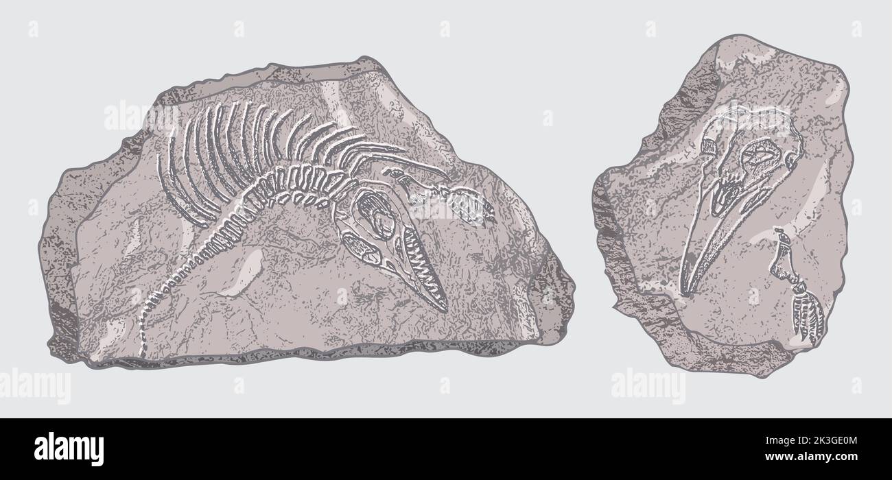 Stein mit Abdrücken von Skeletten prähistorischer Tiere, Insekten und Pflanzen. Graue Archäologie, Bruchstücke von Rissfelsen, Trümmerbrocken. Satz von Stock Vektor