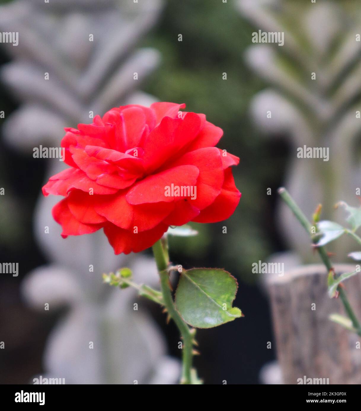 Nahaufnahme der roten Rose Stockfoto