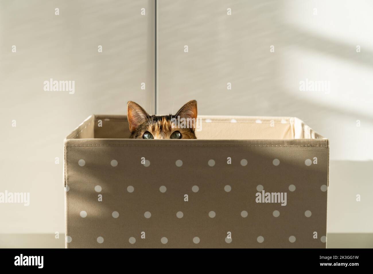 Hauskatze genießt Entspannung und Ruhe in braunen Box von hellen Sonnenstrahlen zu Hause beleuchtet Stockfoto
