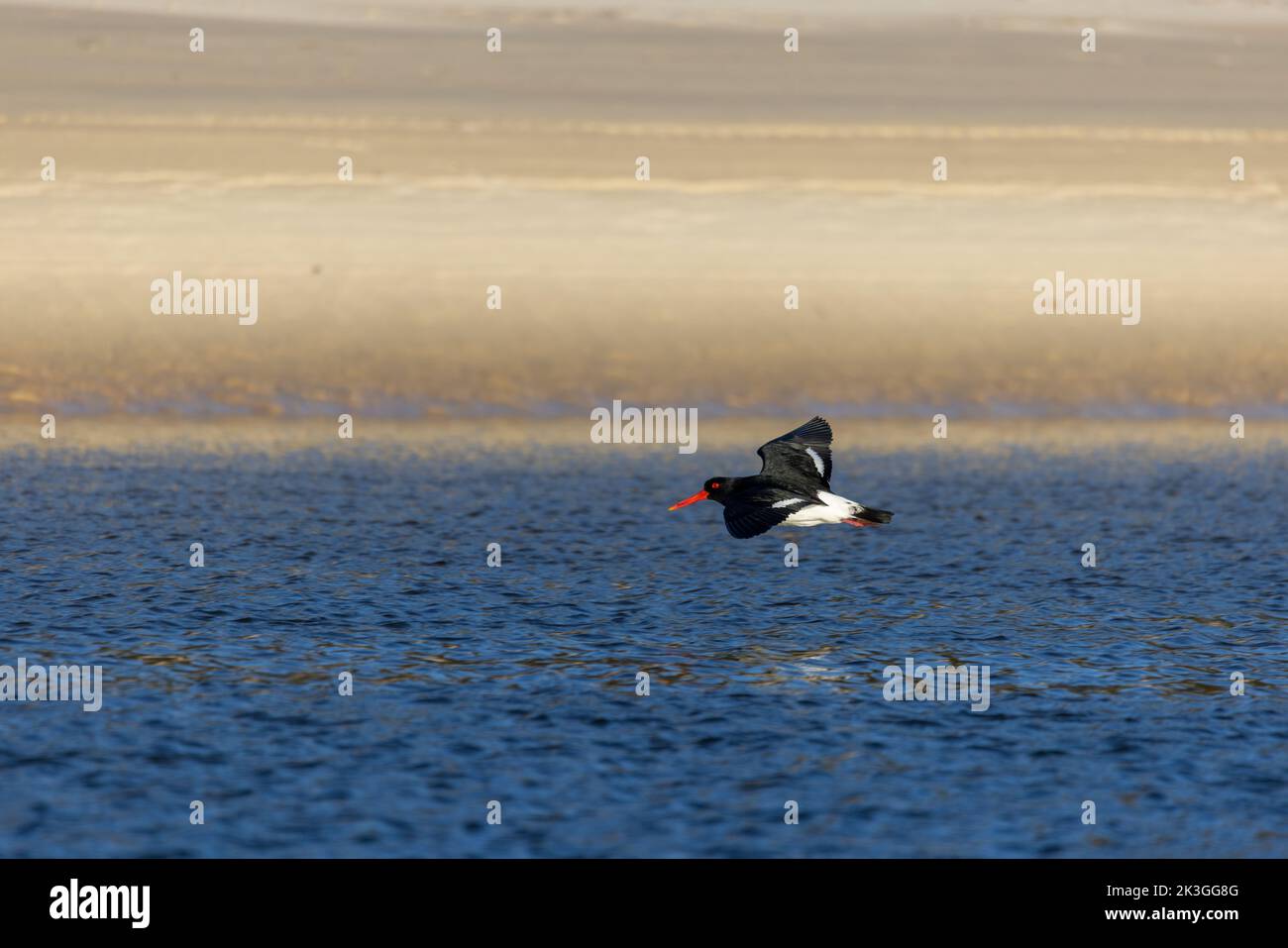 Niedrig fliegender australischer Austernfischer. Gesehen auf einem See in Ulladulla Stockfoto