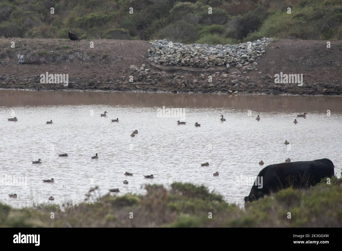 Ein Teich mit Wasserloch in Point Reyes National Seashore mit Enten auf dem Wasser. Stockfoto