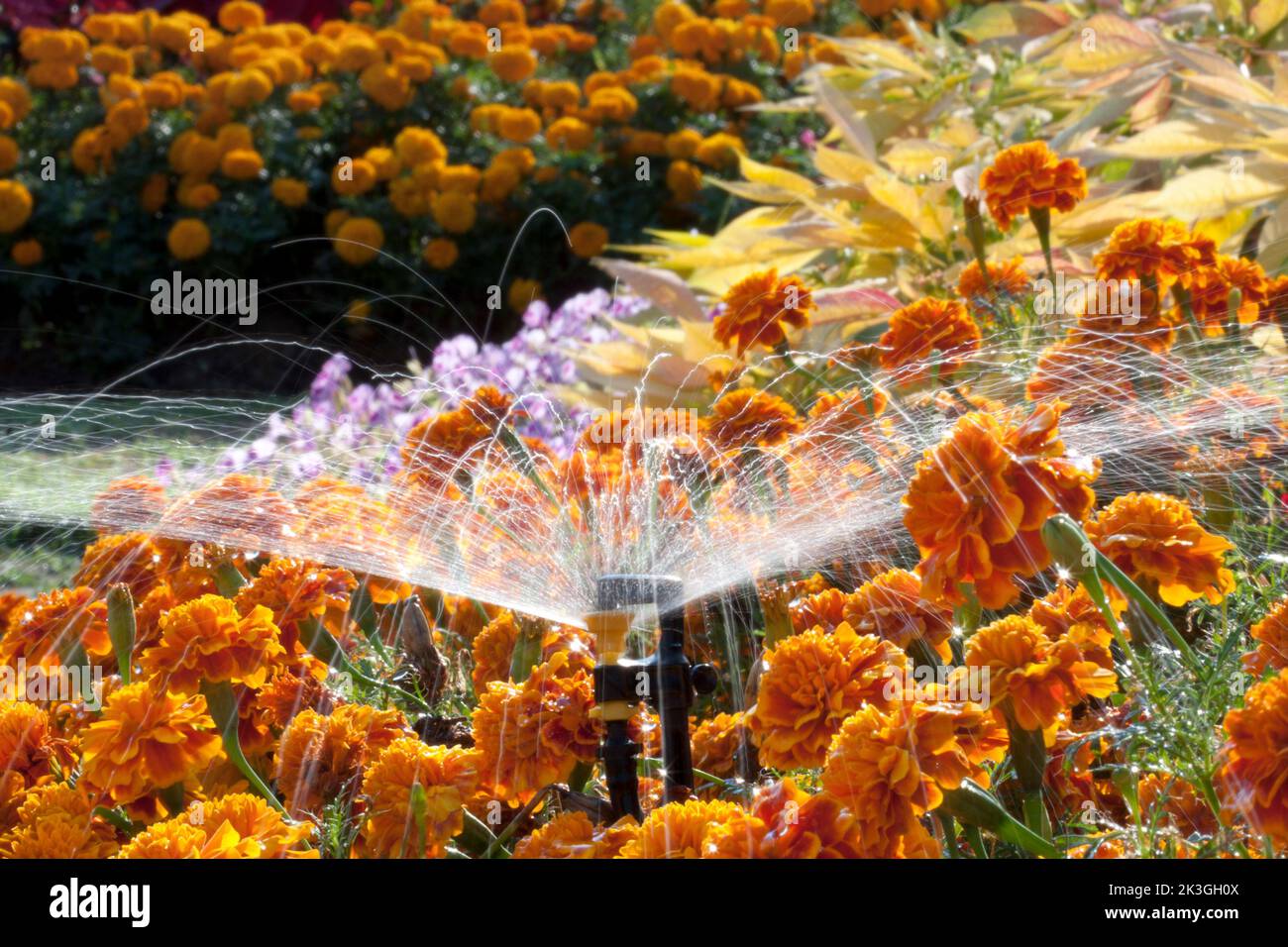 Der Mini-Sprinkler bewässert die Blumen im Garten Stockfoto