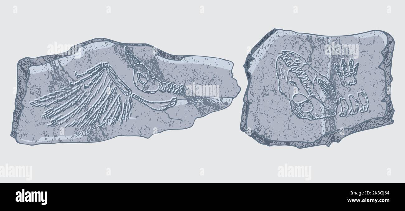 Stein mit Abdrücken von Skeletten prähistorischer Tiere, Insekten und Pflanzen. Graue Archäologie, Bruchstücke von Rissfelsen, Trümmerbrocken. Satz von Stock Vektor
