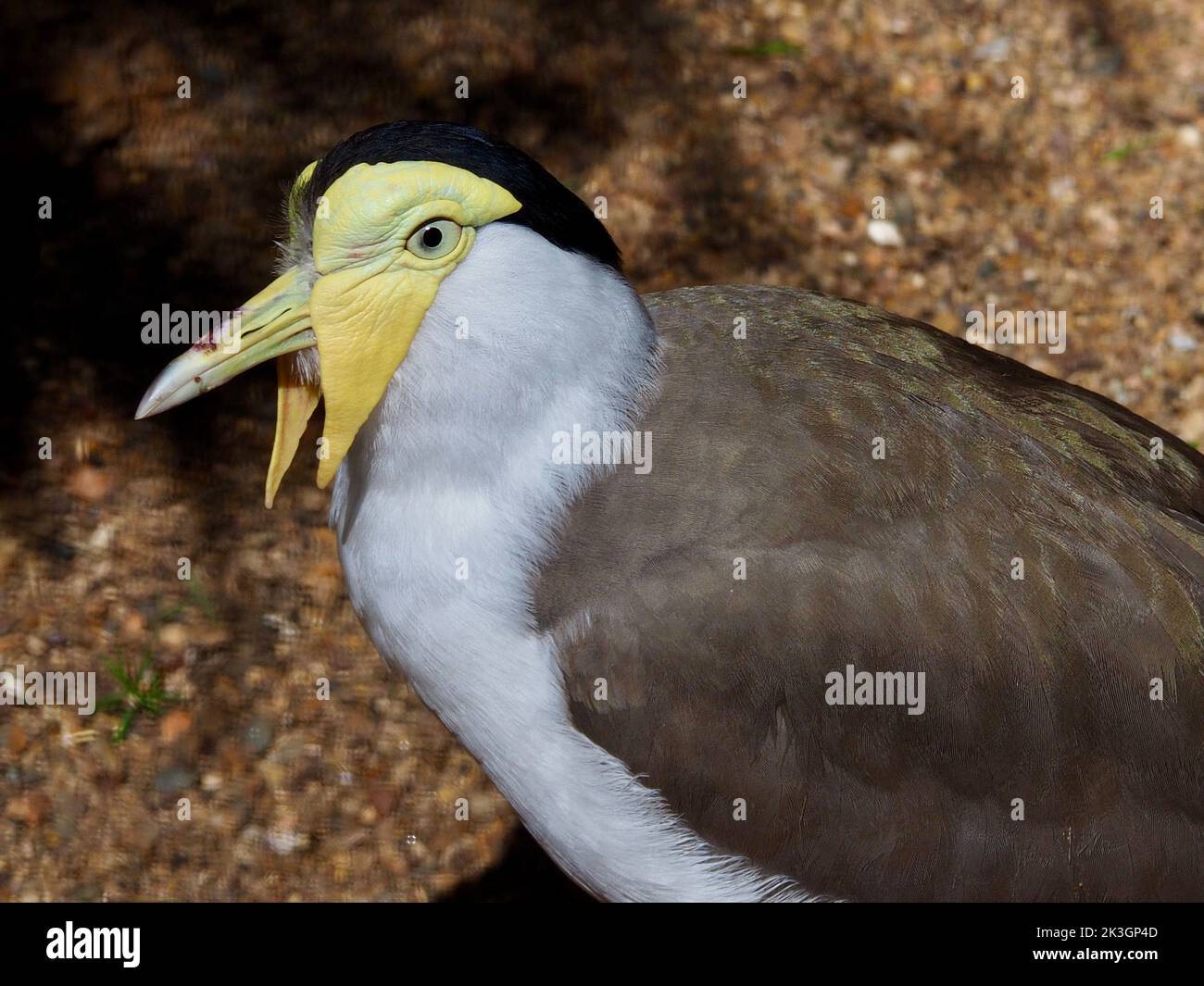 Ein Nahaufnahme-Porträt eines unglaublich auffälligen maskierten Kiebitz mit bemerkenswerten Merkmalen. Stockfoto