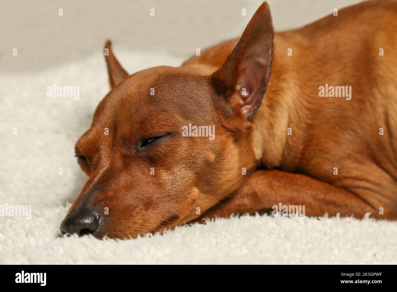 Die Schnauze eines schlafenden Hundes. Ein brauner, glatter Hund schläft auf einer weißen Decke. Nahaufnahme. Porträt eines ruhenden Haustieres. Stockfoto