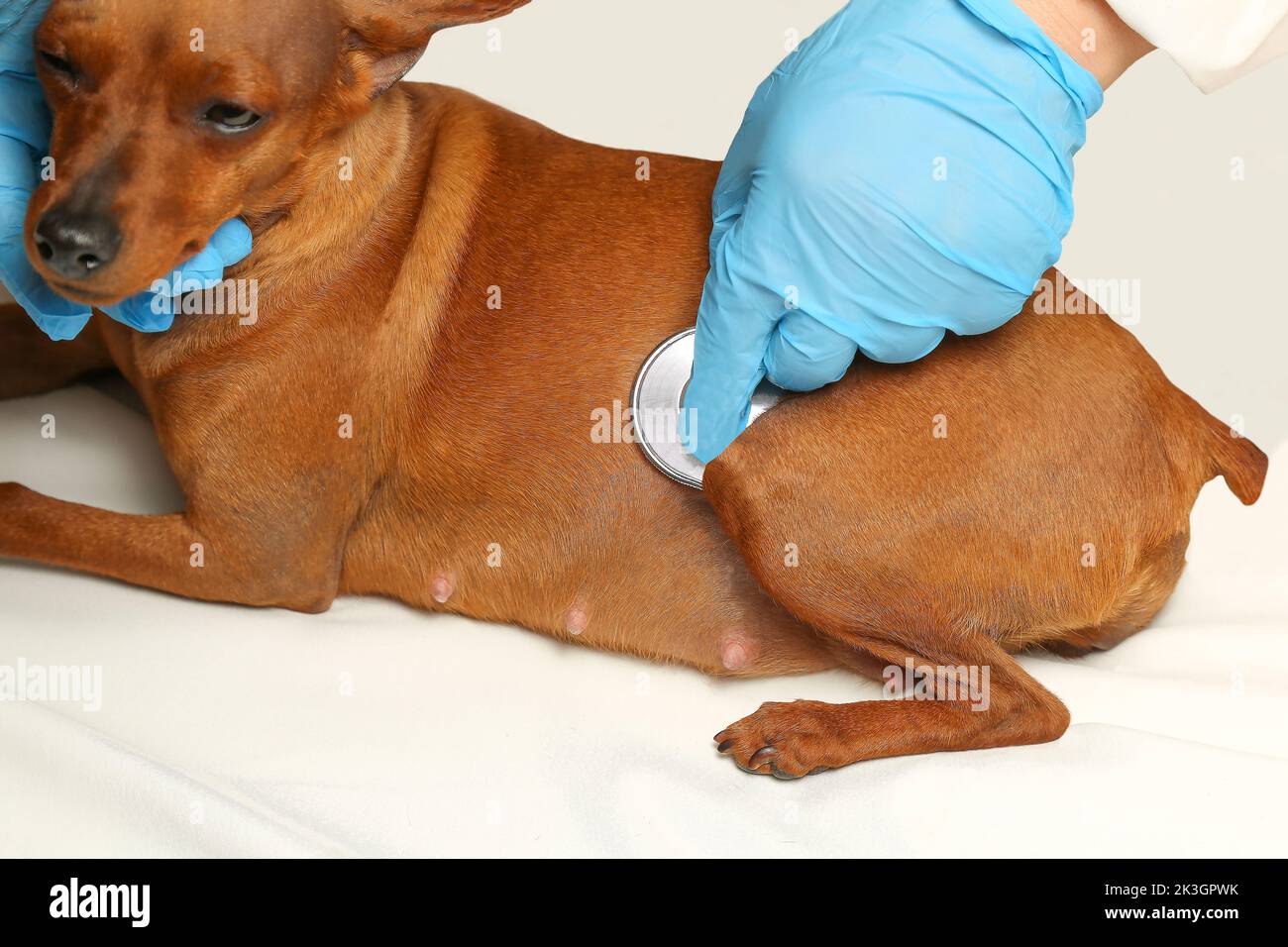 Der Tierarzt hört mit einem Stethoskop auf den Herzschlag des Hundes. Der Tierarzt hört auf die Atmung des Hundes. Ein Haustier an einer Rezeption in der Tierarztklinik. Stockfoto