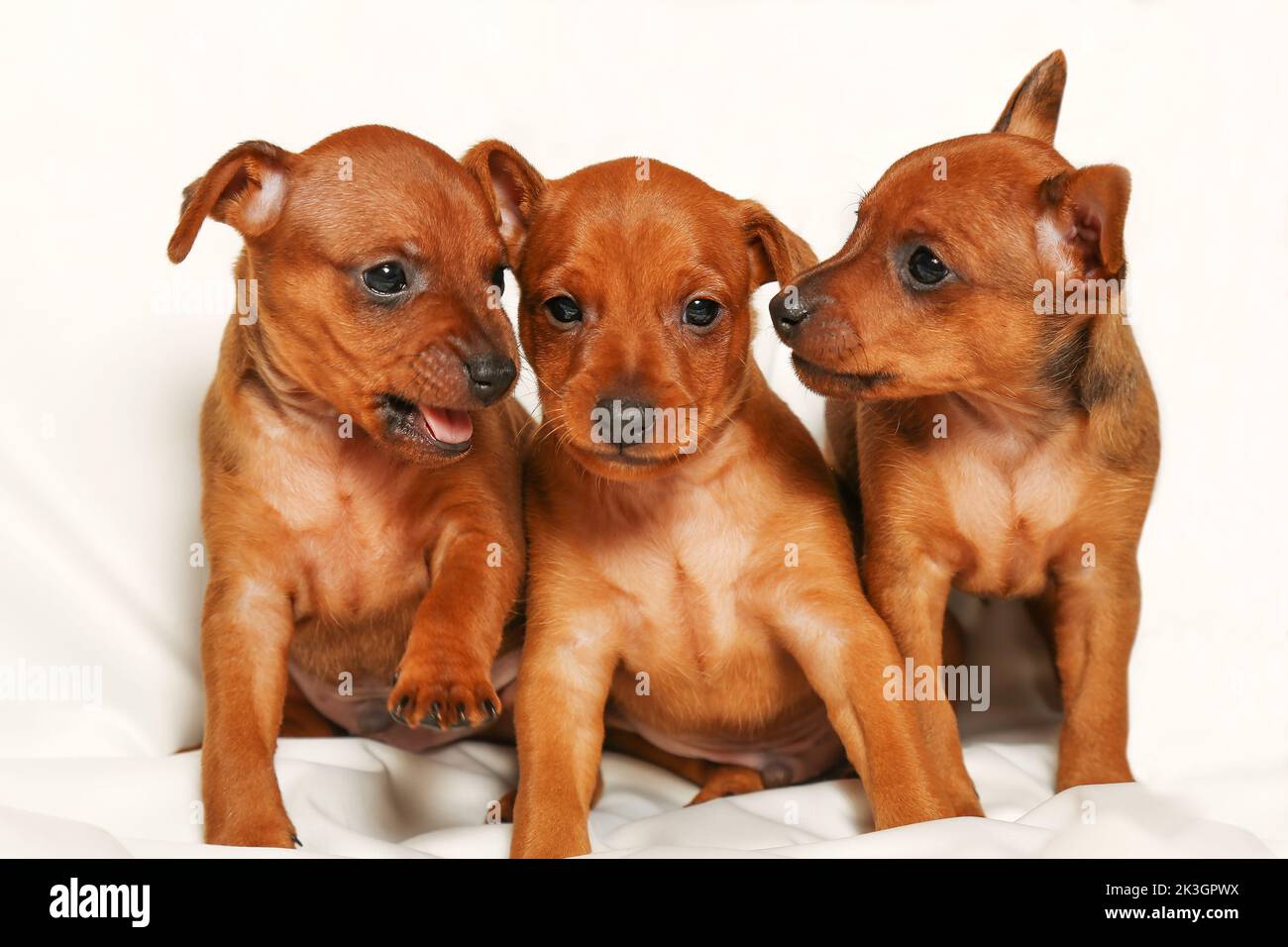 Drei korinthische Welpen sitzen auf weißem Hintergrund. Kleine Hunde. Mini Pinscher Welpen. Babytiere. Entzückende Haustiere. Stockfoto