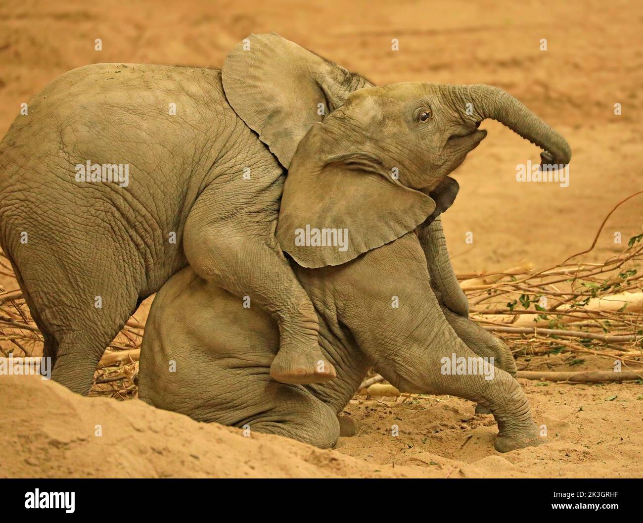 Babys Elefant spielt zusammen mit Sand im Vordergrund Stockfoto