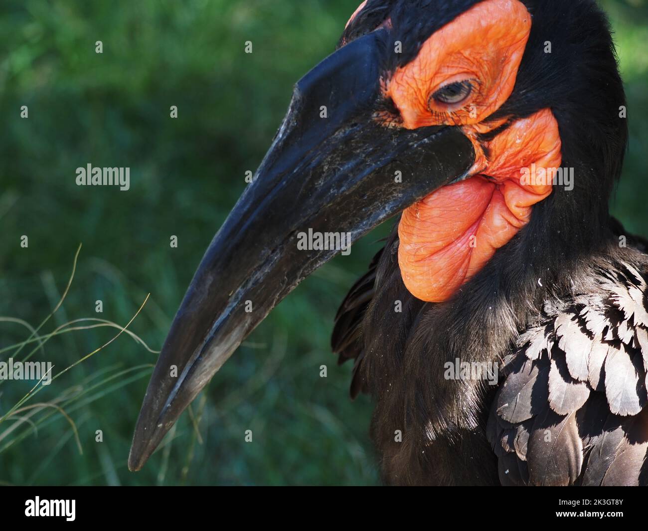 Kaffir Horned Raven im Zoo Wien Schönbrunn. Tiergarten Schönbrunn ist ein Tiergarten auf dem Gebiet des Schlosses Schönbrunn Stockfoto