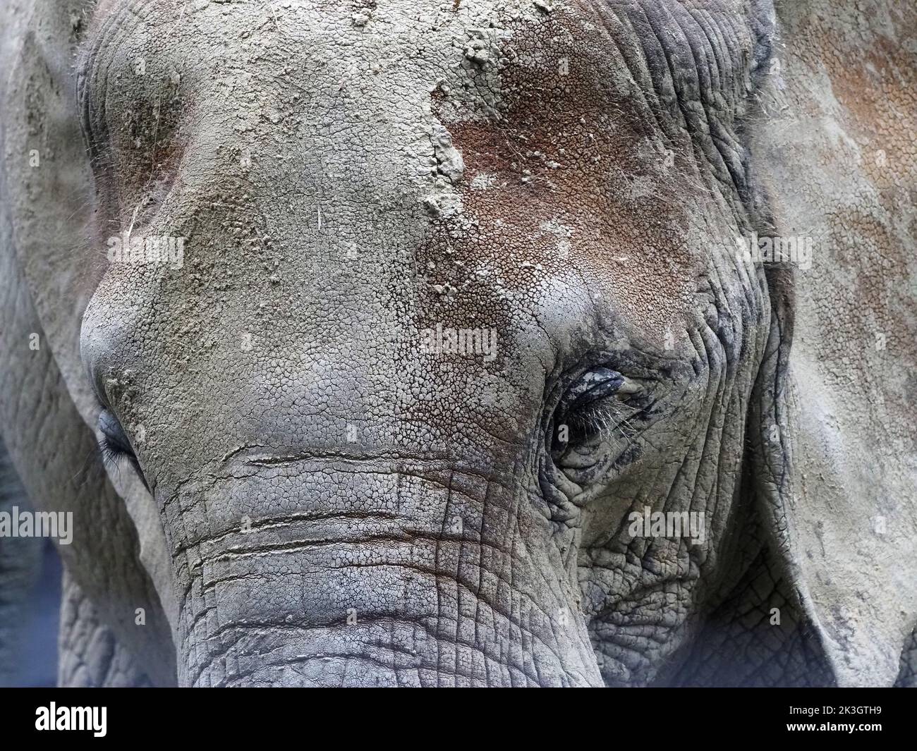 Nahaufnahme des Kopfes eines afrikanischen Elefanten im Zoo Wien Schönbrunn. Tiergarten Schönbrunn ist ein Zoo auf dem Gebiet von Th Stockfoto