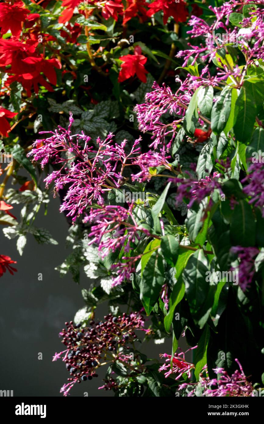 Lila Fuchsia arborescens blühende Rispen mit reifen Früchten und roten Begonien hängen, Fuchsia paniculata wächst an der Wand, Garten Stockfoto