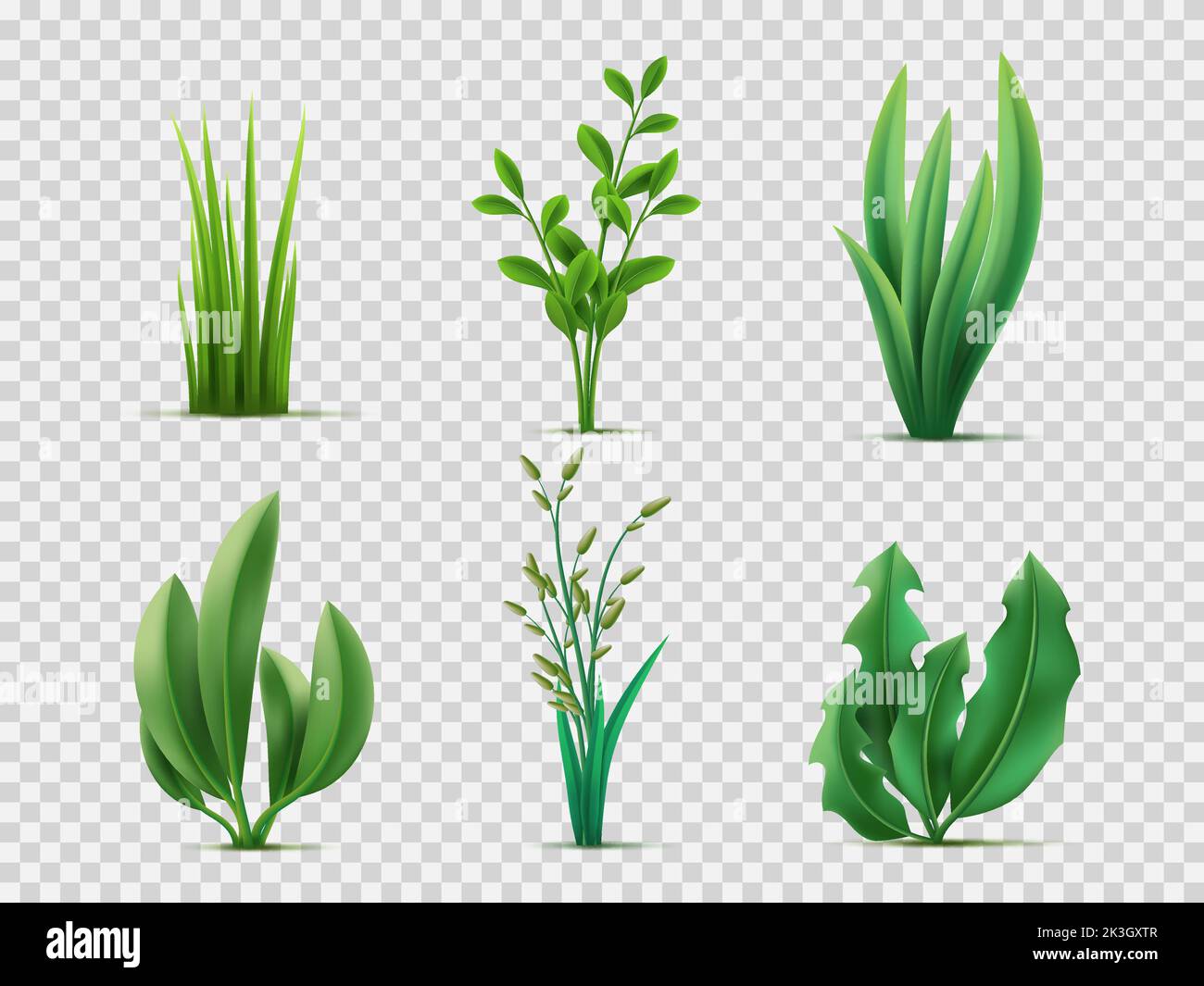 Realistisches Frühlingsgras. Grüne Wiesen Pflanzen und Kräuter, Rasengras, breite Blätter, Gartenleben, natürliche Vegetation, 3D isoliert auf transparent Stock Vektor