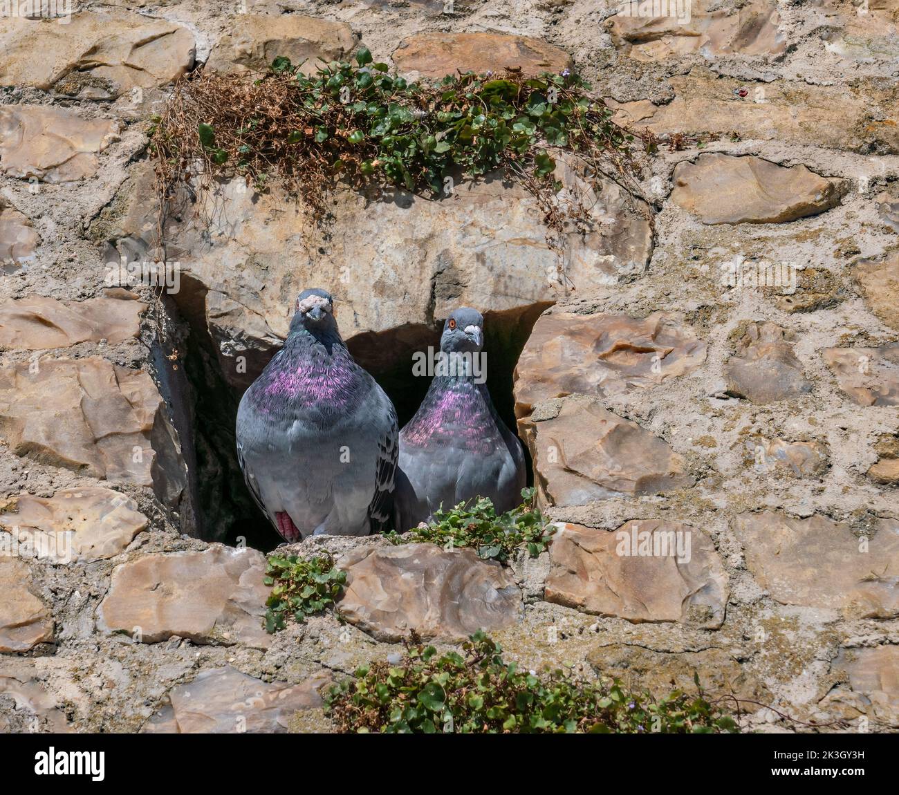 Ein Paar Tauben, die in einem Hohlraum einer alten Steinmauer stehen. Stockfoto