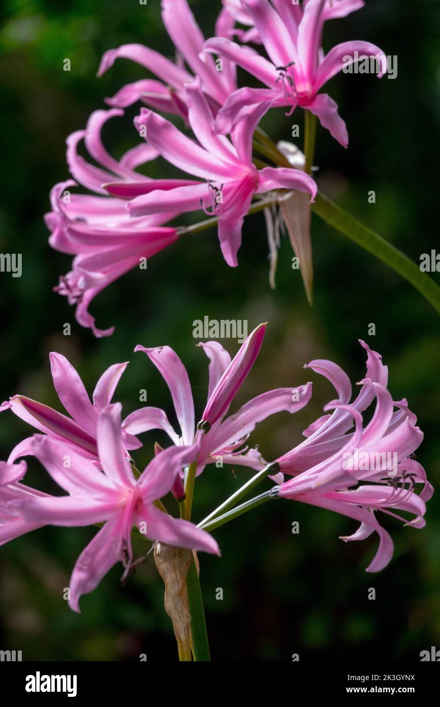 Nerine bowdenii, Guernsey Lily, Spider Lily, Jersey Lily, Lila, Blumen, Cape Flower, in Bloom, Nerine, Herbstblumen im November Stockfoto