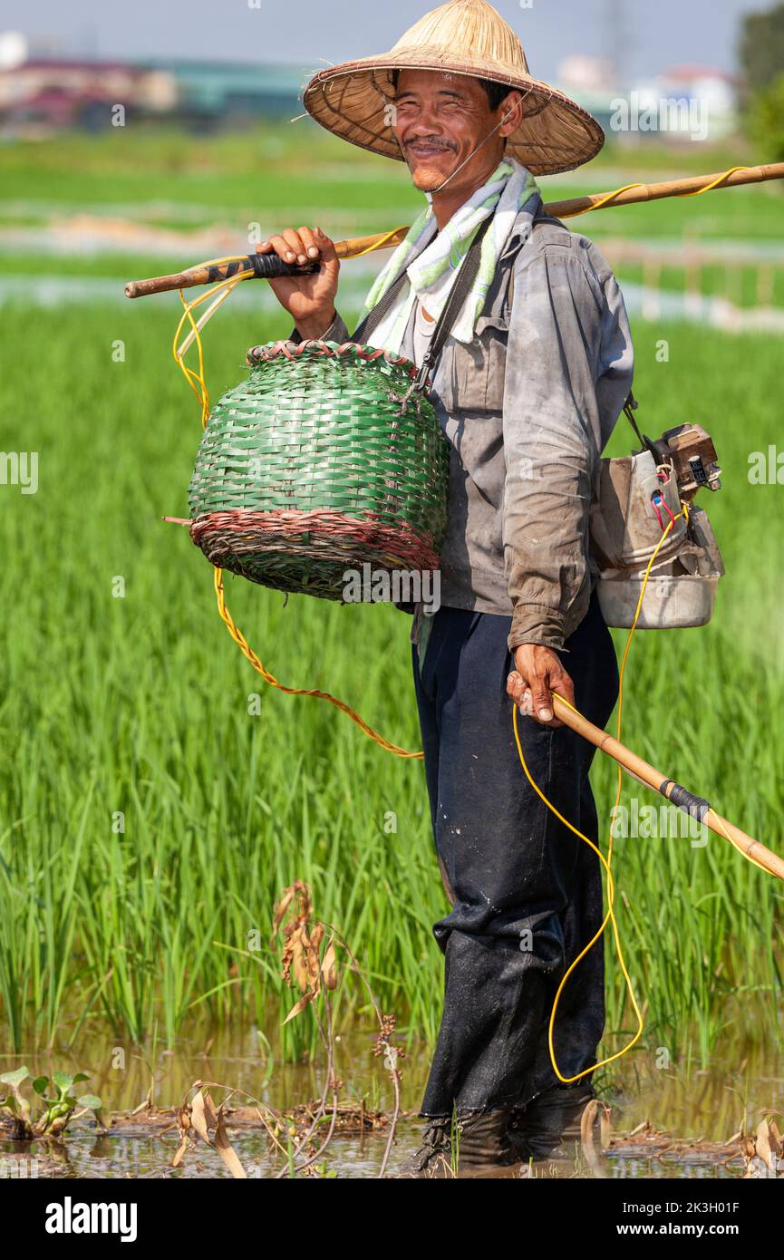 Vietnamesischer Landwirt, der Bambushut trägt und auf Reisfeldern
