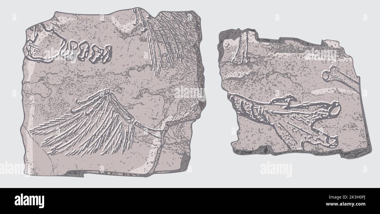 Stein mit Abdrücken von Skeletten prähistorischer Tiere, Insekten und Pflanzen. Graue Archäologie, Bruchstücke von Rissfelsen, Trümmerbrocken. Satz von Stock Vektor