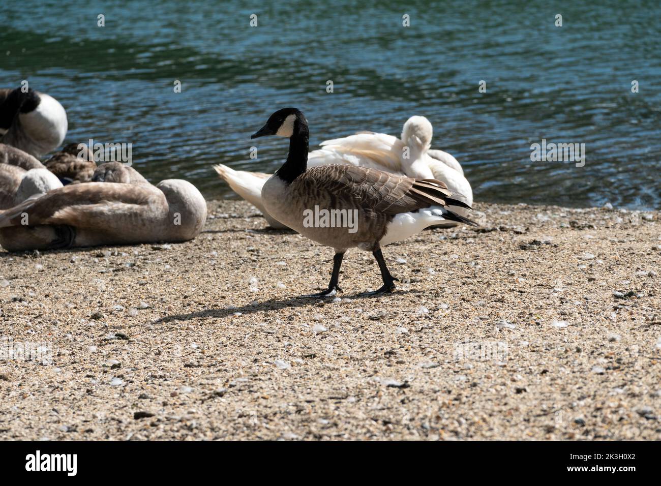 Barnacle Goose zu Fuß auf dem Ufer eines Flusses Stockfoto
