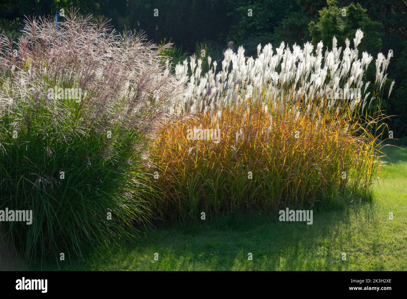 Miscanthus sinensis 'purpurascens', Flammengras, Garten, Gräser Miscanthus Herbst Stockfoto