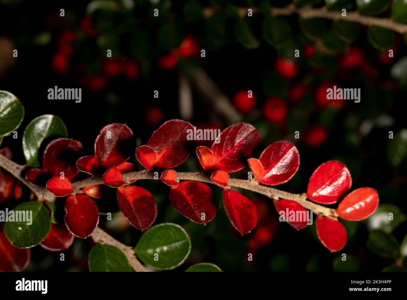 Süßes Makro aus Steinspray-Cotoneaster mit verschwommener dunkler Bouground mit seinen Früchten. Naturbild, Kräuter, Blume mit goldbraunem Hintergrund. Natur Stockfoto
